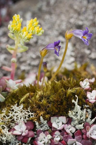 Close up of alpine flowers as ground cover